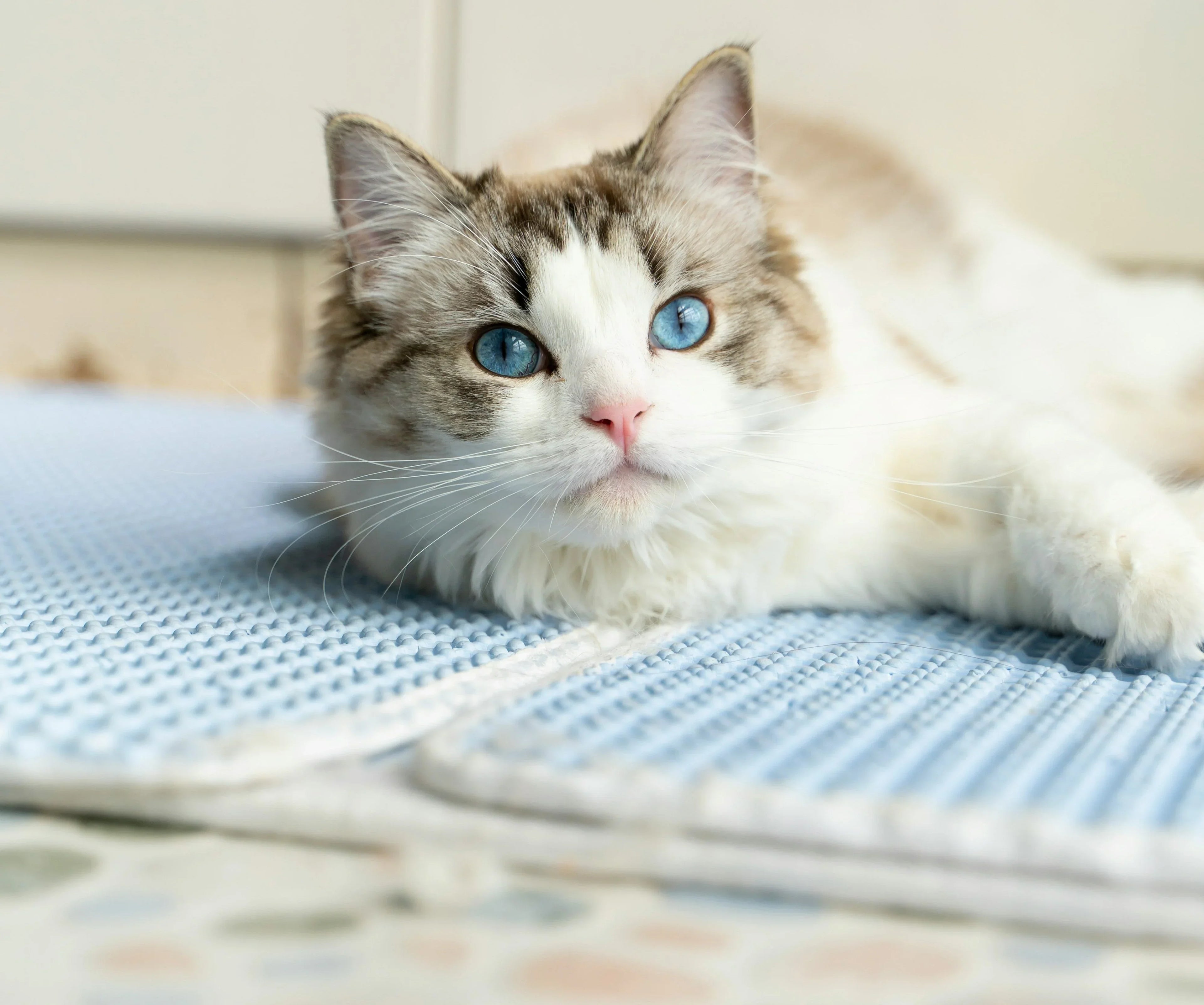 Seasonal Pet Care: Summer Heat Safety for Dogs and Cats