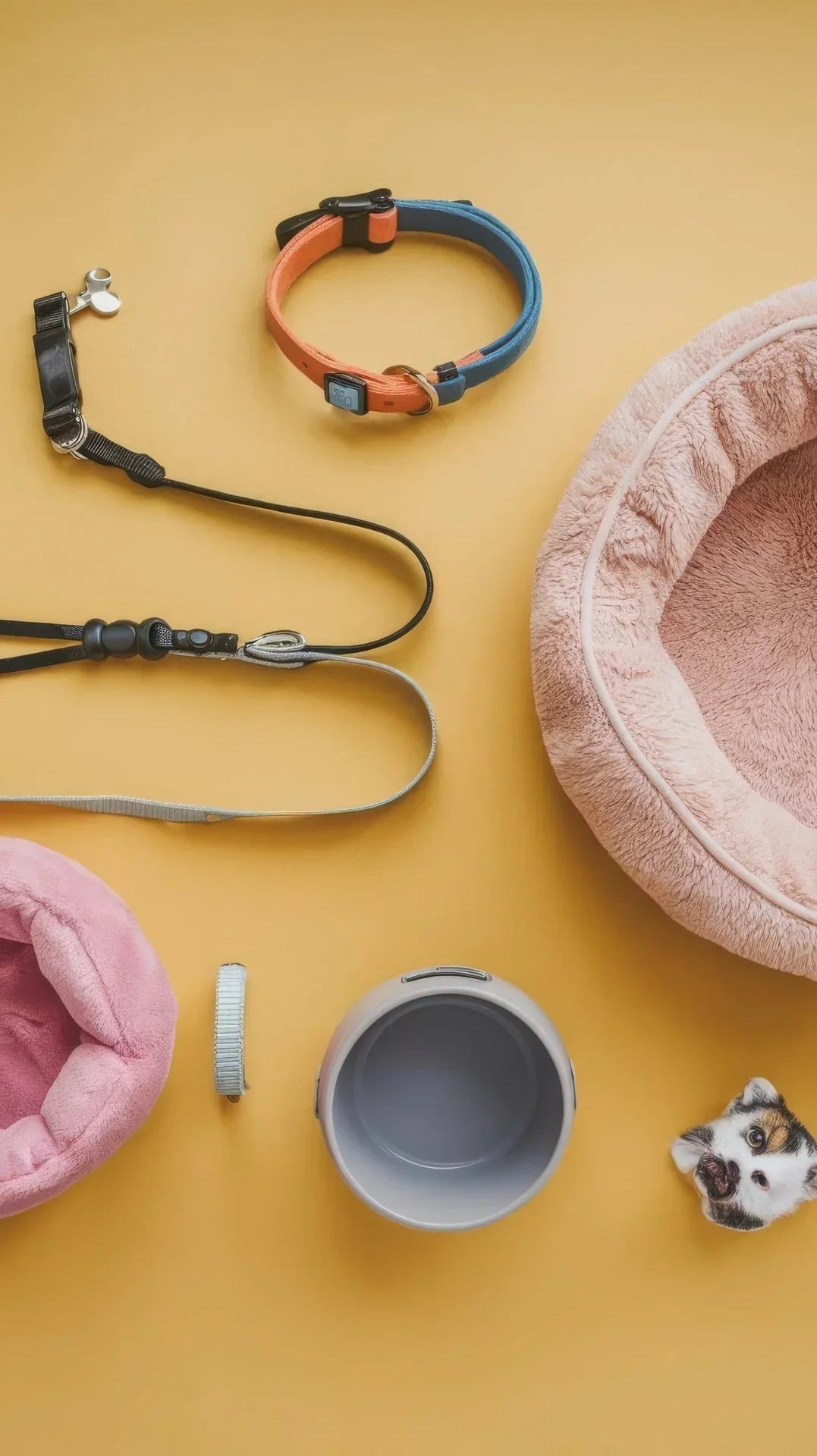 🐾  10 Must-Have Dog & Cat Accessories Every Pet Parent Needs in 2025